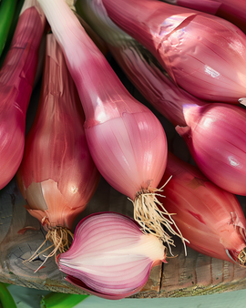 Zwiebelsamen Rossa Lunga di Firenze Allium Cepa einjährig