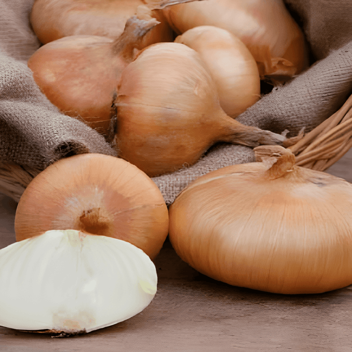 Onion Rossa Lunga Di Firenze Italian Red seeds (Allium cepa) – annual vegetable