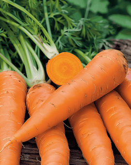Wintermöhrensamen Flakkée 2 Daucus Carota einjährig