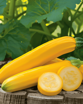 Gold Rush F1 Zucchini Seeds Cucurbita Pepo Annual