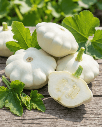 Custard White Squash (Cucurbita pepo) – annual vegetable seeds from SeedsChoice