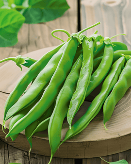 Stangenbohnensamen Raadsheer Phaseolus Vulgaris einjährig