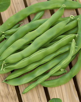 Dwarf Bean Seeds Admires Phaseolus Vulgaris Annual