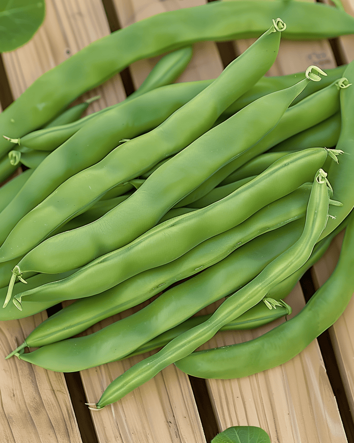 Dwarf Bean Admires seeds (Phaseolus vulgaris) – annual vegetable