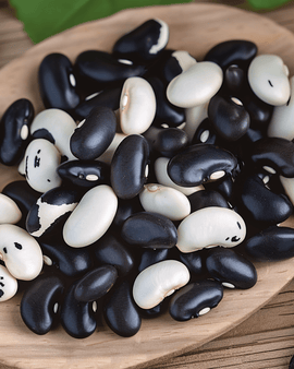 Bush Beans Yin Yang Seeds Phaseolus Vulgaris Annual Dry Bean