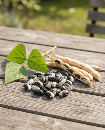 Buschbohne Yin Yang Trockenbohne (Phaseolus vulgaris) – einjährige Gemüsesamen von SeedsChoice