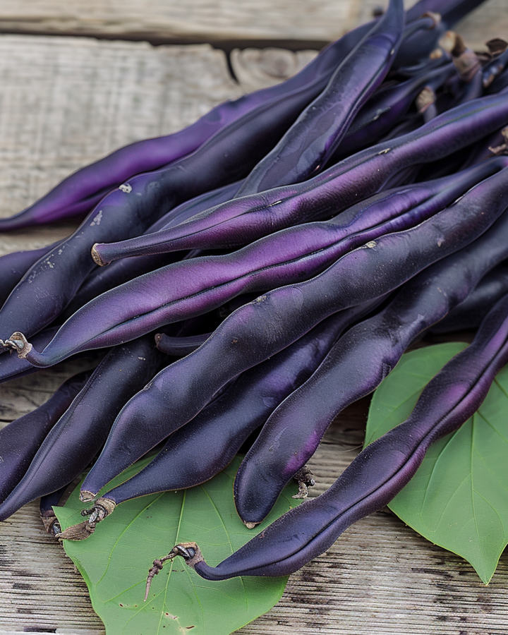 Stangenbohne Blauhilde Samen (Phaseolus vulgaris) – einjähriges Gemüse