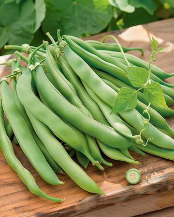 Climbing French Bean Westlandse Dubbele (Phaseolus vulgaris) – annual climber seeds from SeedsChoice
