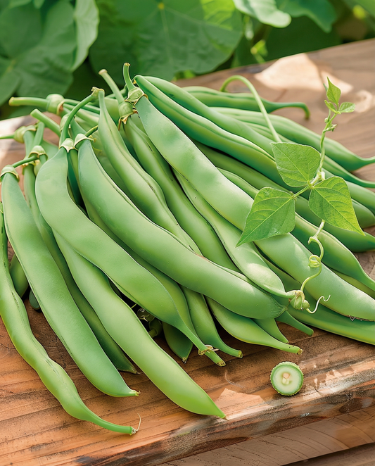 Climbing French Bean Westlandse Dubbele (Phaseolus vulgaris) – annual climber seeds from SeedsChoice