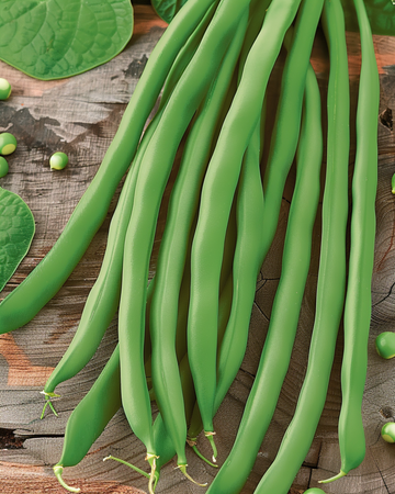 Buschbohnen Dawson Samen (Phaseolus vulgaris) – einjähriges Gemüse