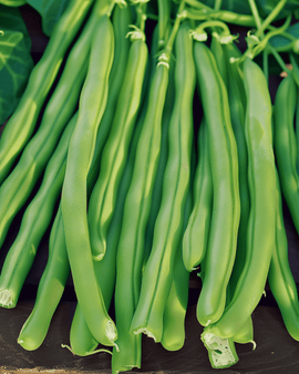 Buschbohnensamen Kylian Phaseolus Vulgaris einjährige Sorte
