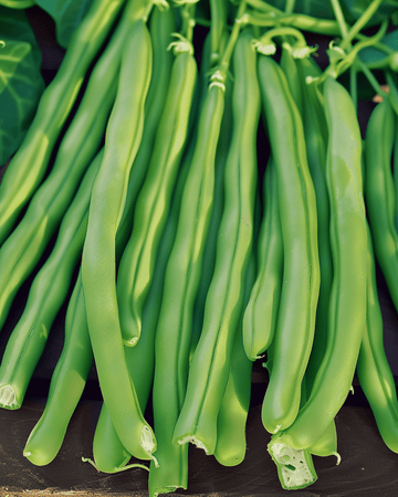 Buschbohne Kylian Samen (Phaseolus vulgaris) – einjähriges Gemüse
