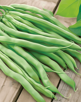 Bush Beans Delinel Seeds Phaseolus Vulgaris Annual
