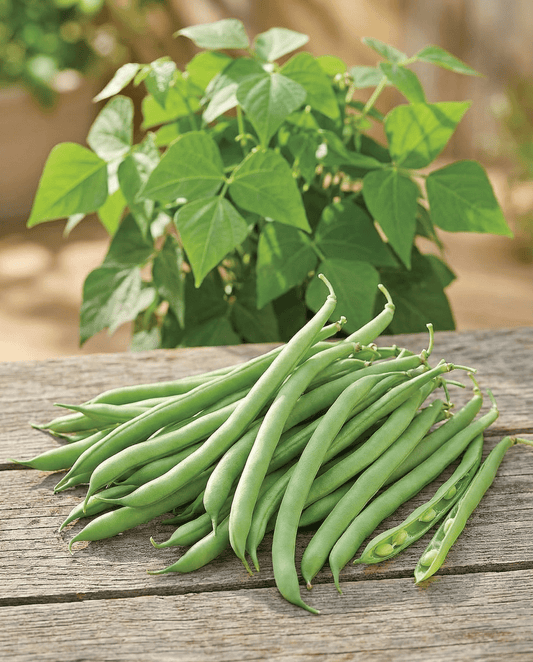 Buschbohnen Delinel (Phaseolus vulgaris) – einjährige Gemüsesamen von SeedsChoice