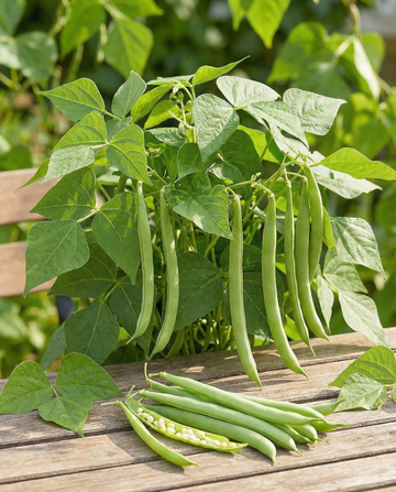 Buschbohne Argus (Phaseolus vulgaris) – einjährige Gemüsesamen von SeedsChoice