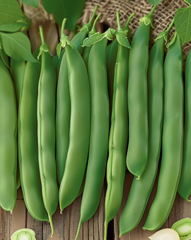 Bush Beans Prelude Seeds Phaseolus Vulgaris Annual