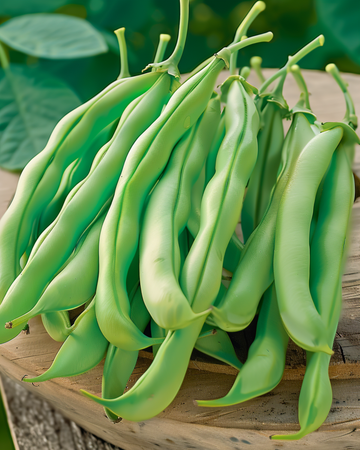 Buschbohne Record Samen (Phaseolus vulgaris) – einjähriges Gemüse