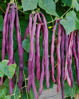 Long Yard Bean Seeds Vigna Sesquipedalis Purple Pod Annual