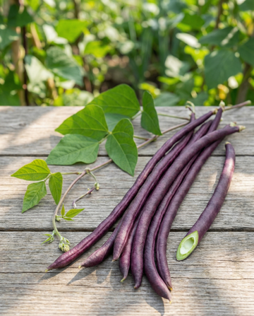 Long Yard Bean Purple Pod (Vigna sesquipedalis) – einjährige Gemüsesamen von SeedsChoice