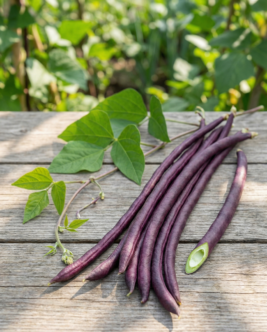 Long Yard Bean Purple Pod (Vigna sesquipedalis) – annual vegetable seeds from SeedsChoice