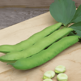 Broad Bean Seeds Witkiem Vicia Faba Annual Variety