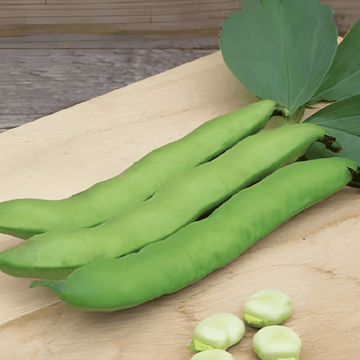 Broad Bean Witkiem seeds (Vicia faba) – annual vegetable