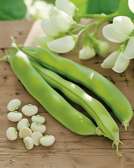 Broad Bean Seeds Threefold White Vicia Faba Annual Variety