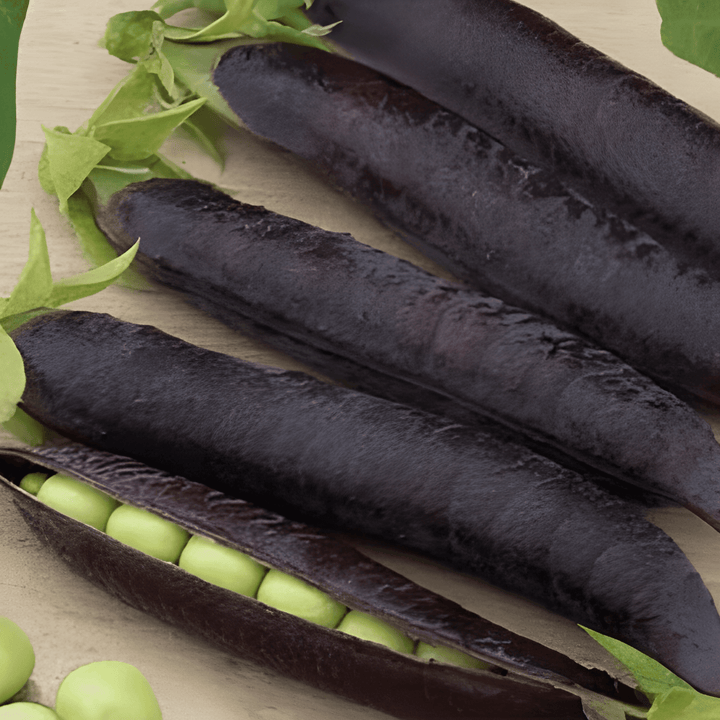 Pea Ezethas Krombek Blue Podded seeds (Pisum sativum) – annual vegetable