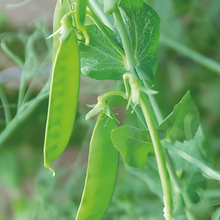 Sugar Peas De Grace seeds (Pisum sativum) – annual vegetable