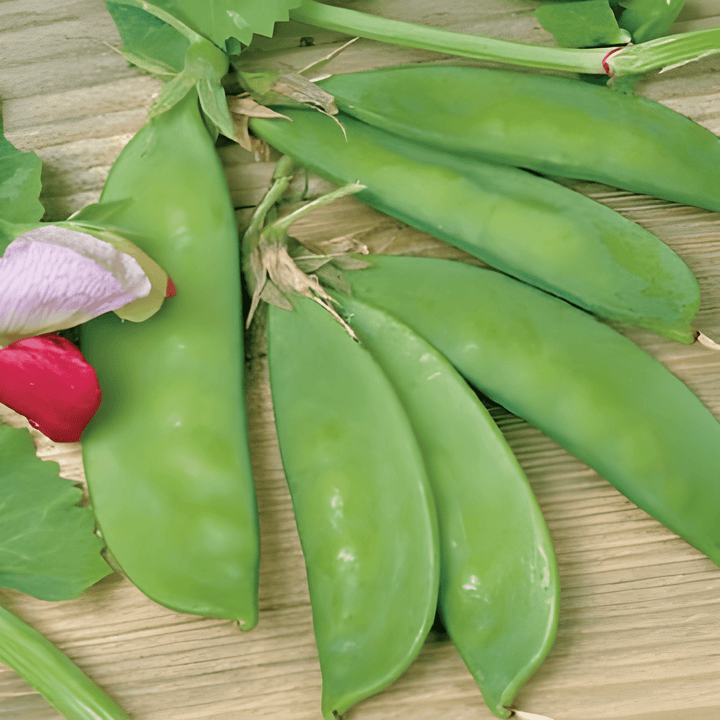 Sugar Peas Grijze Roodbloeiende seeds (Pisum sativum) – annual vegetable