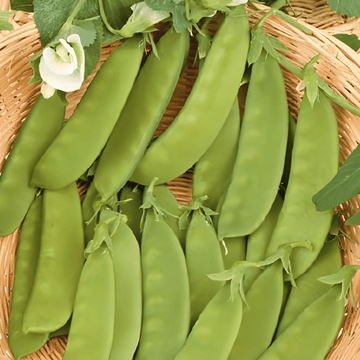 Sugar Peas Heraut seeds (Pisum sativum) – annual vegetable