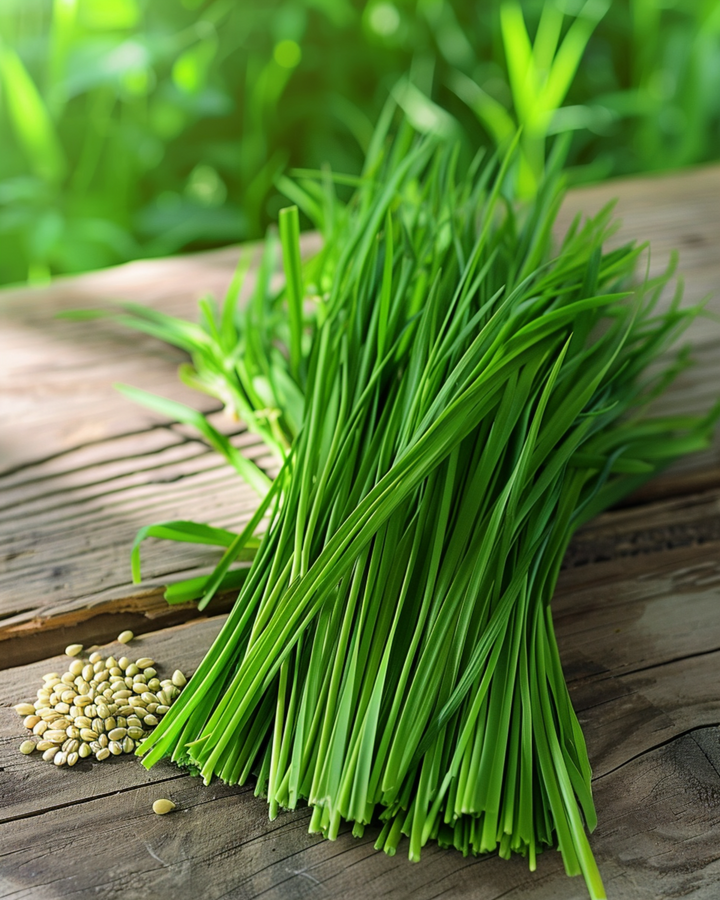 Cat Grass Barley seeds (Hordeum vulgare) – annual grass