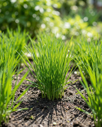 Katzengras Gerste (Hordeum vulgare) – einjährige Grassamen von SeedsChoice