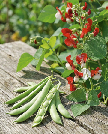 Runner Bean Painted Lady Climber (Phaseolus coccineus) – einjährige Kletterpflanze Samen von SeedsChoice