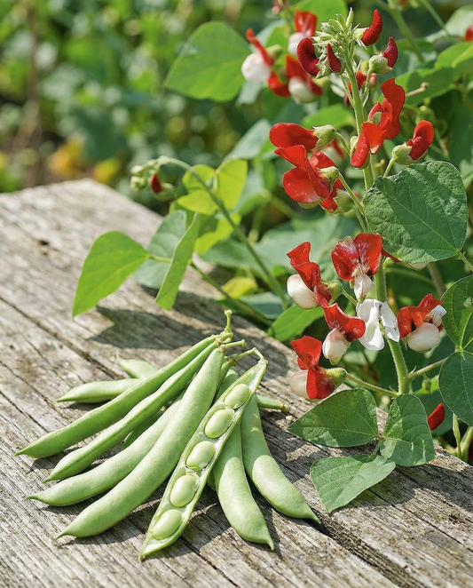 Runner Bean Painted Lady Climber (Phaseolus coccineus) – annual climber seeds from SeedsChoice