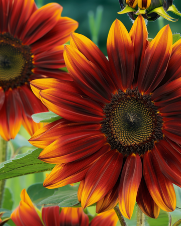 Sonnenblume Sunset Mixed Samen (Helianthus annuus) – einjährige Blume
