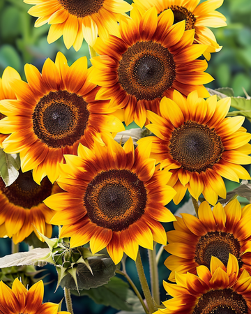 Sunflower Fantasy 70 Cm seeds (Helianthus annuus) – annual flower