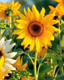 Sunflower Esther Seeds Helianthus Debilis Annual Flower