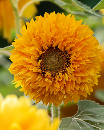 Sonnenblume Sungold Double Dwarf Samen (Helianthus annuus) – einjährige Blume
