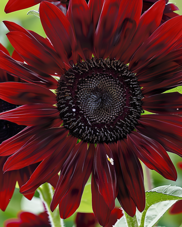 Sunflower Moulin Rouge seeds (Helianthus annuus) – annual flower