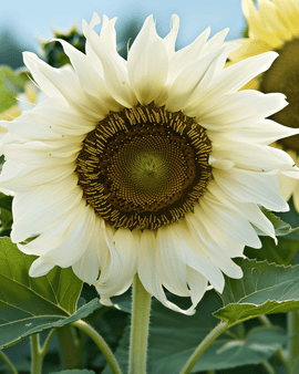 Sunflower Seeds White Moon F1 Helianthus Annuus Annual Flower
