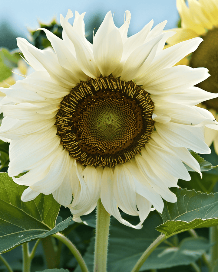 Sunflower White Moon F1 seeds (Helianthus annuus) – annual flower
