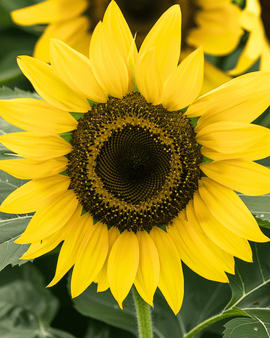 Sunflower Lemon Queen Seeds Helianthus Annuus Annual Flower