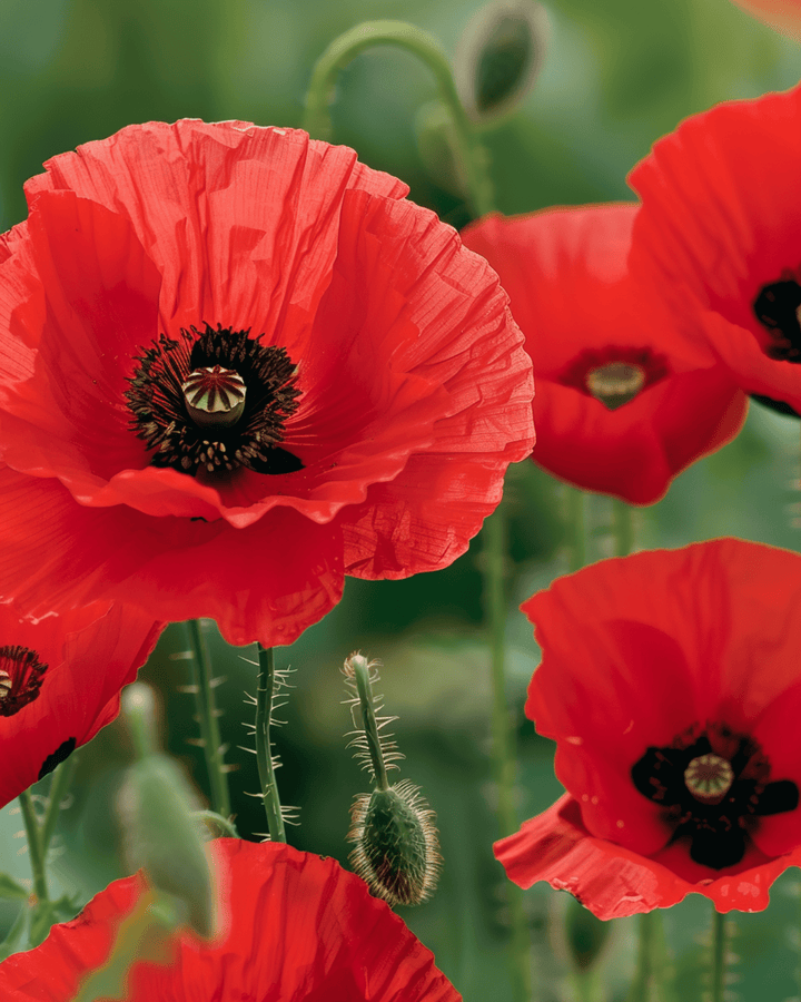 Klatschmohn Rot Samen (Papaver rhoeas) – einjährige Blume