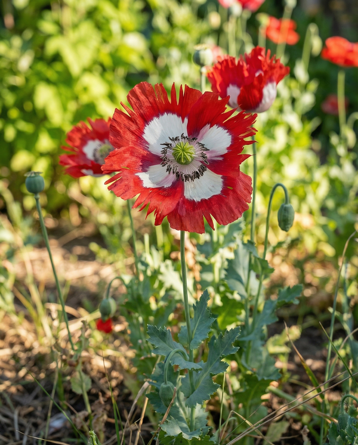Mohn Danish Flag Samen – einjährige Blume