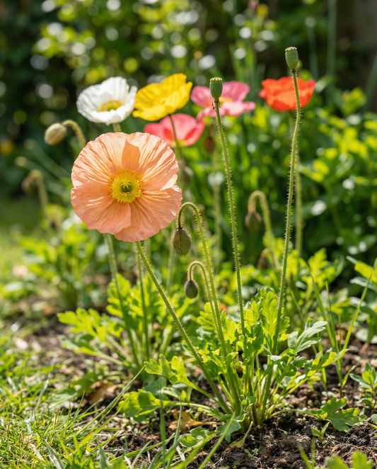 Iceland Poppy Mix (Papaver nudicaule) – biennial flower seeds from SeedsChoice