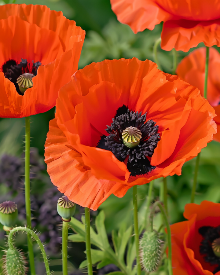 Oriental Poppy Mix Samen (Papaver orientale) – mehrjährige Blume