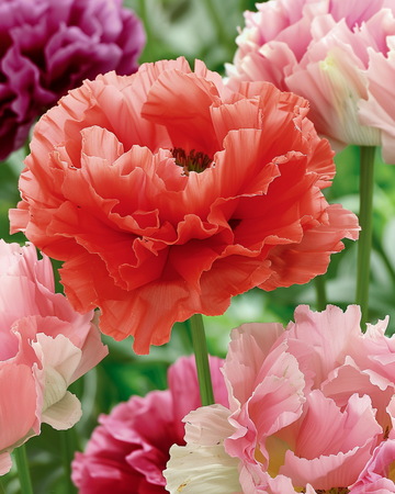 Mohn Mixed – einjährige Blumensamen von SeedsChoice