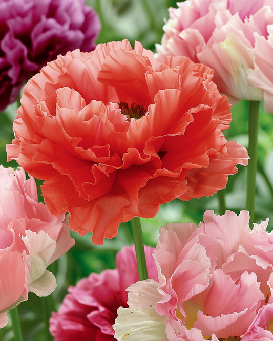 Mohn Mixed – einjährige Blumensamen von SeedsChoice