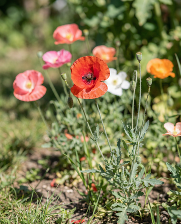 Mohn Single Flowered Mix Samen – einjährige Blume